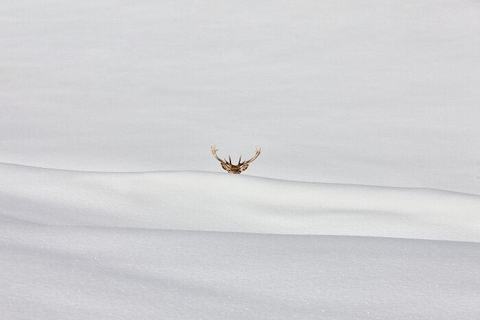 Guggug Peek A Boo By Iris Dahan