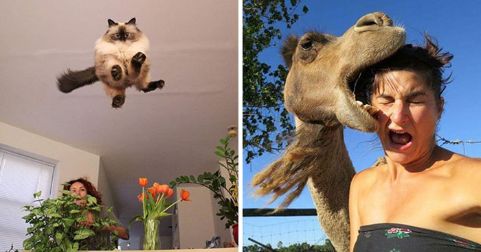 50 Animal Photos That Could Totally Win The Comedy Show