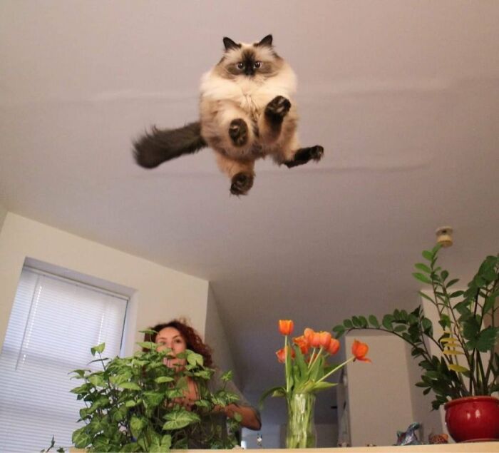 50 Animal Photos That Could Totally Win The Comedy Show