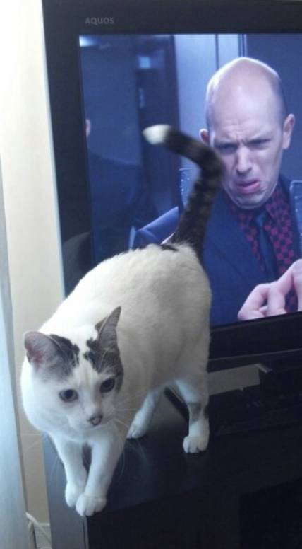 50 Animal Photos That Could Totally Win The Comedy Show