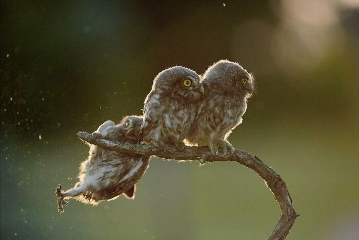 50 Animal Photos That Could Totally Win The Comedy Show