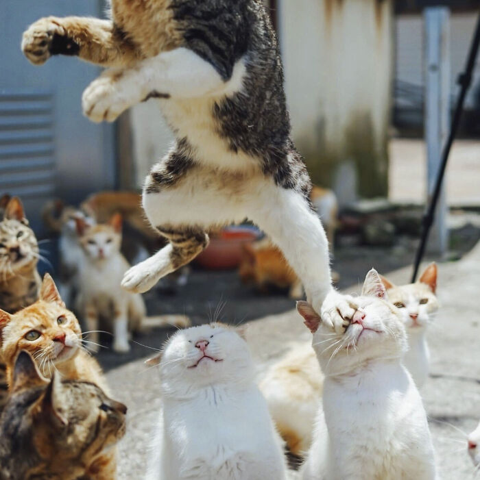 50 Animal Photos That Could Totally Win The Comedy Show