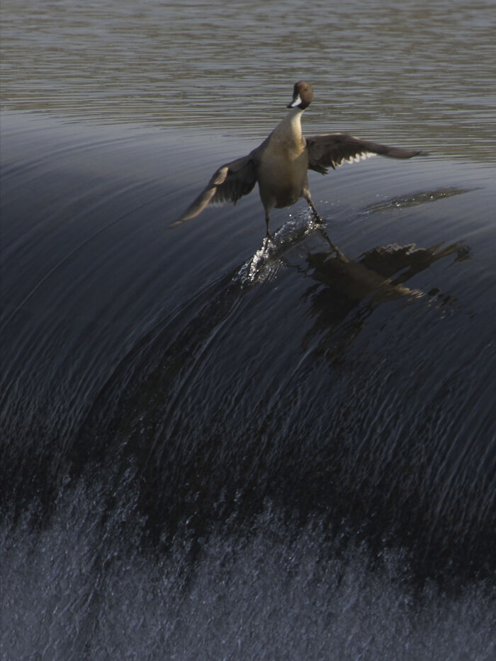 50 Animal Photos That Could Totally Win The Comedy Show