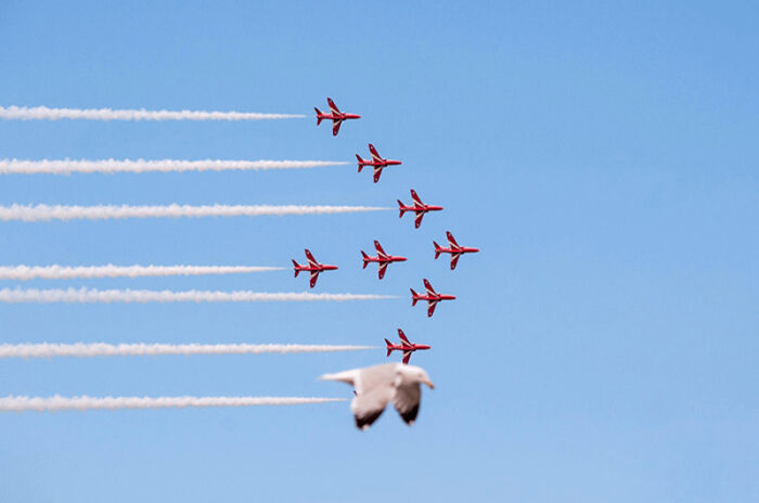 50 Animal Photos That Could Totally Win The Comedy Show