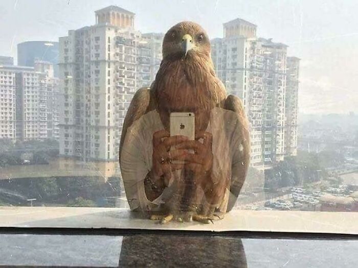 50 Animal Photos That Could Totally Win The Comedy Show