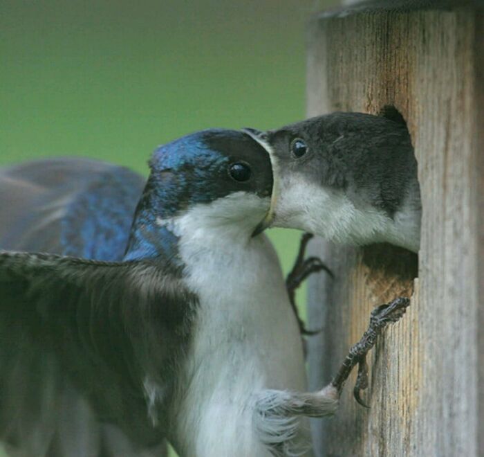 50 Animal Photos That Could Totally Win The Comedy Show