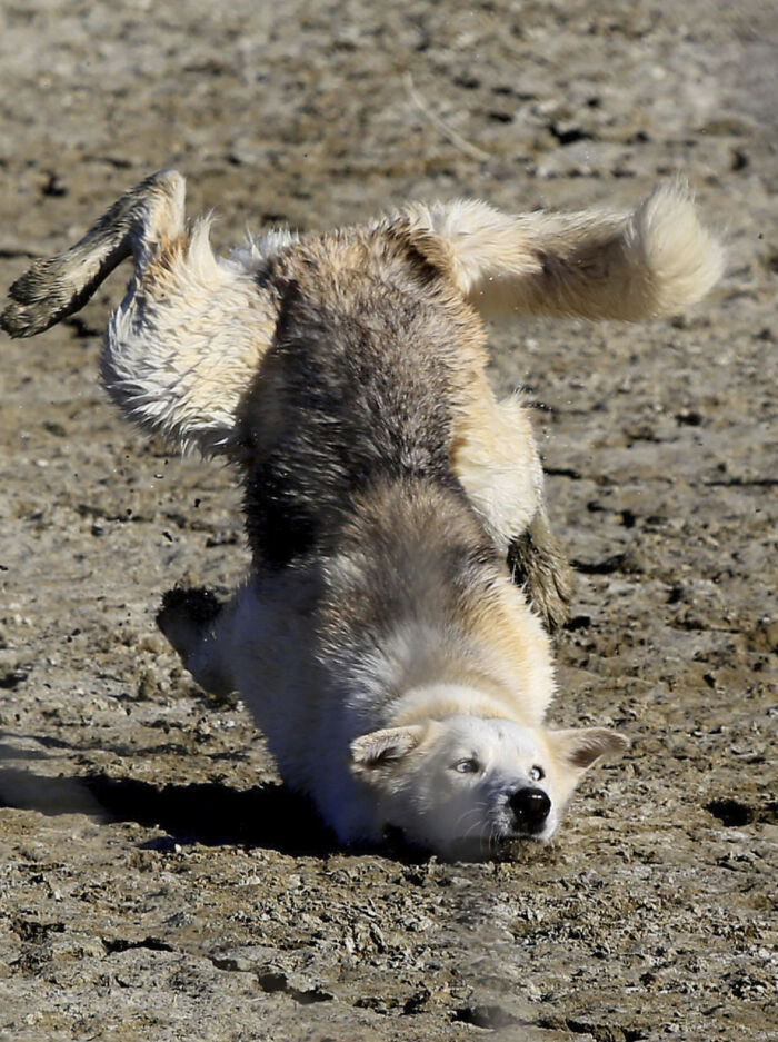 50 Animal Photos That Could Totally Win The Comedy Show