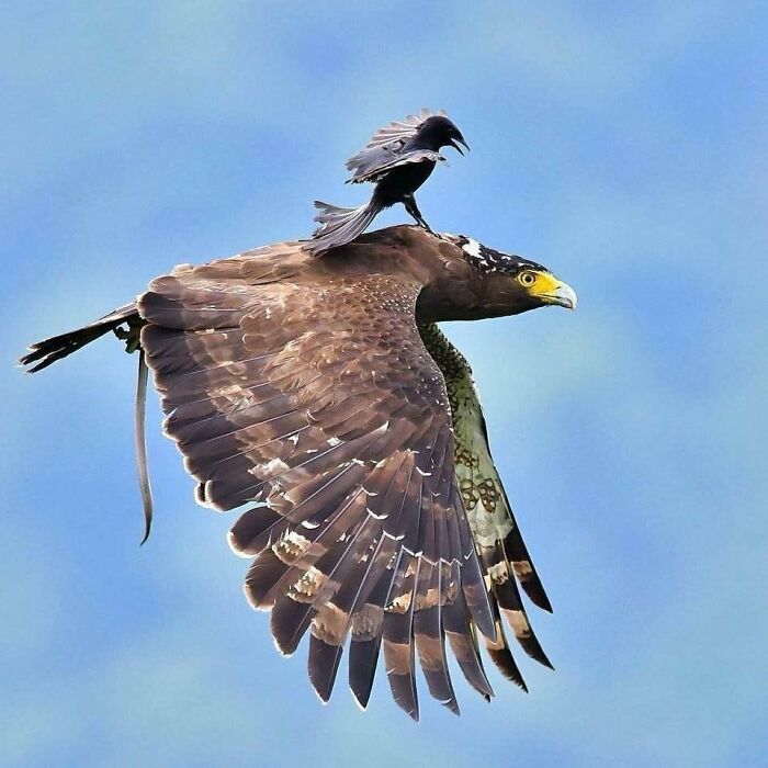 50 Animal Photos That Could Totally Win The Comedy Show