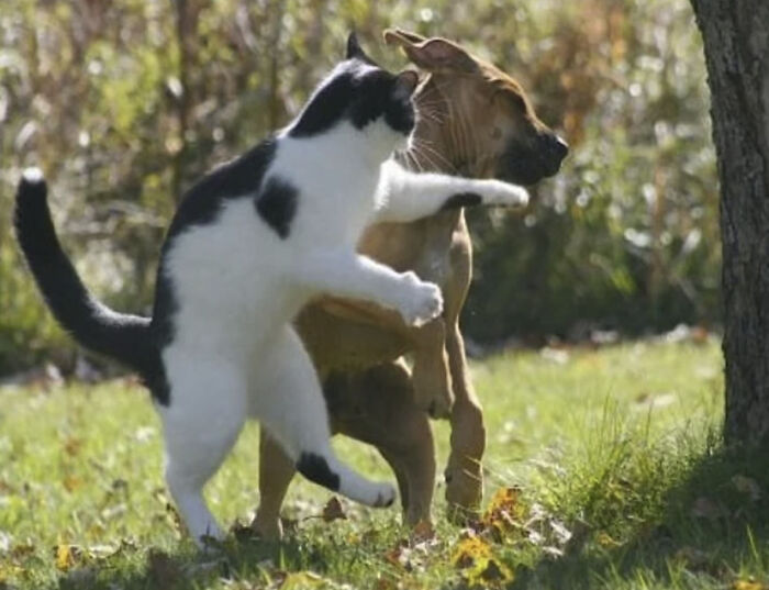 50 Animal Photos That Could Totally Win The Comedy Show