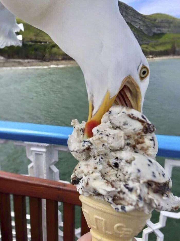 50 Animal Photos That Could Totally Win The Comedy Show