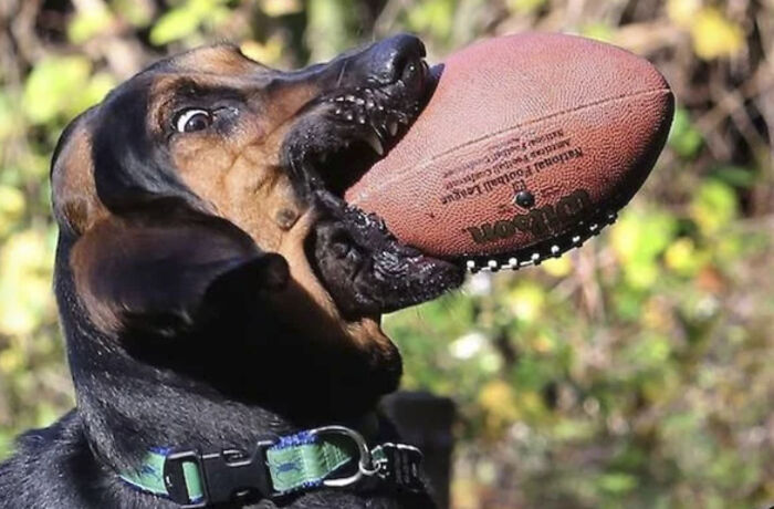 50 Animal Photos That Could Totally Win The Comedy Show