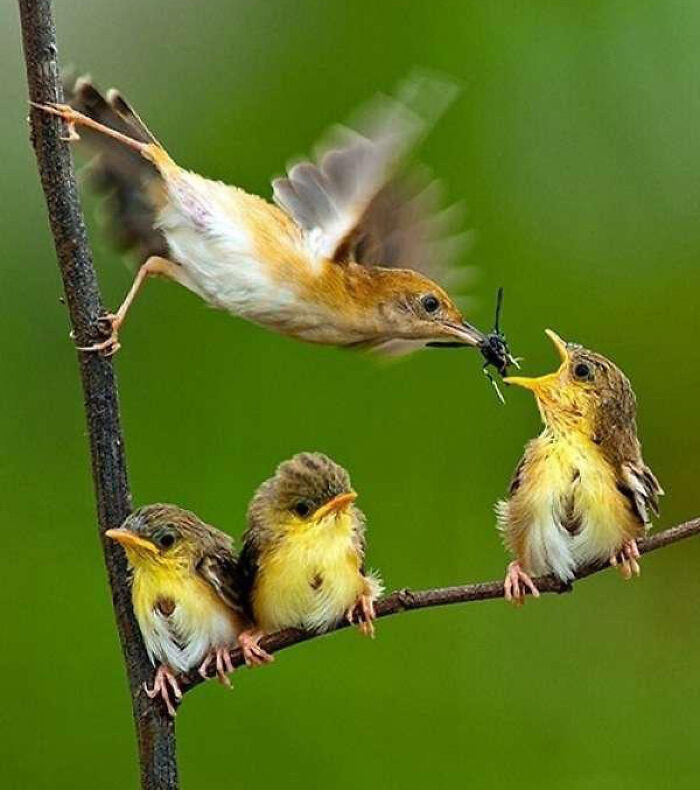 50 Animal Photos That Could Totally Win The Comedy Show