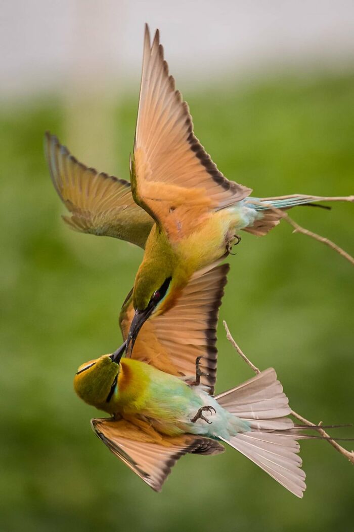 50 Animal Photos That Could Totally Win The Comedy Show