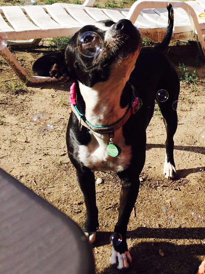 50 Animal Photos That Could Totally Win The Comedy Show