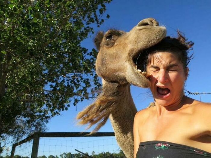 50 Animal Photos That Could Totally Win The Comedy Show