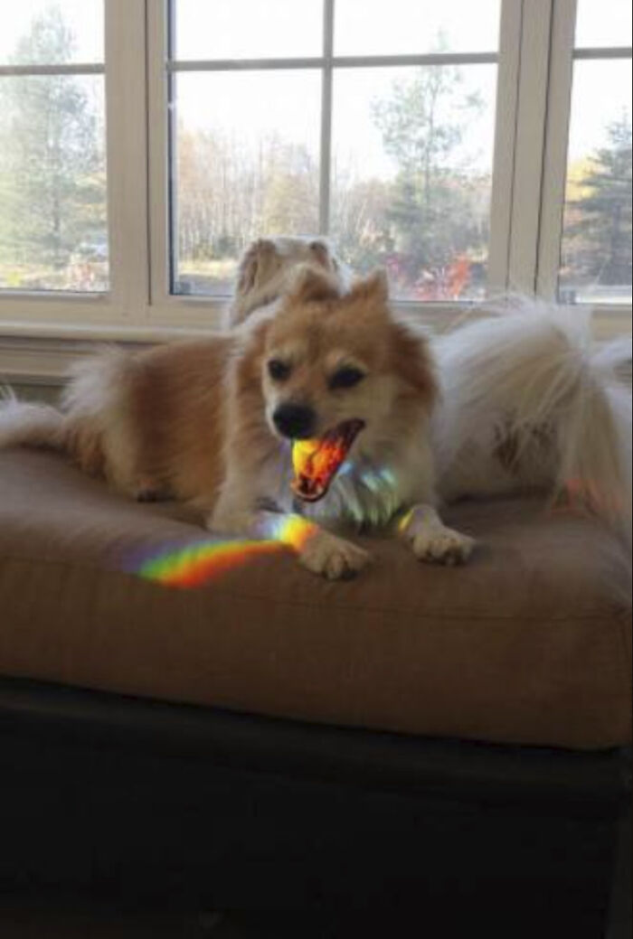 50 Animal Photos That Could Totally Win The Comedy Show