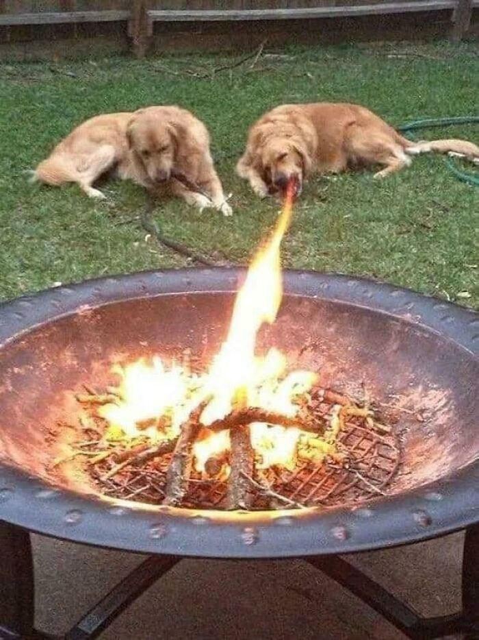 50 Animal Photos That Could Totally Win The Comedy Show