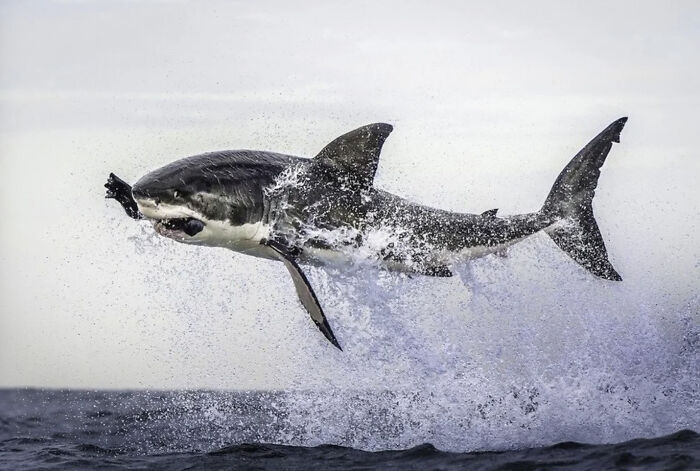 50 Animal Photos That Could Totally Win The Comedy Show