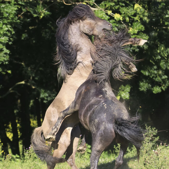 50 Animal Photos That Could Totally Win The Comedy Show