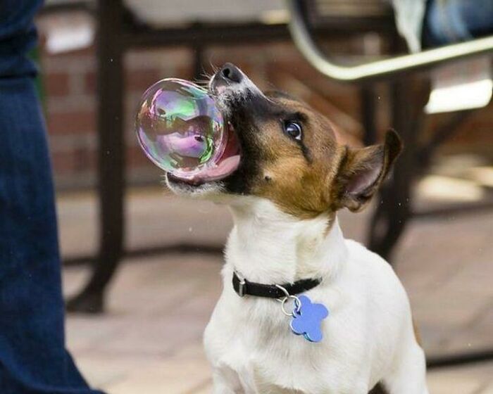 50 Animal Photos That Could Totally Win The Comedy Show