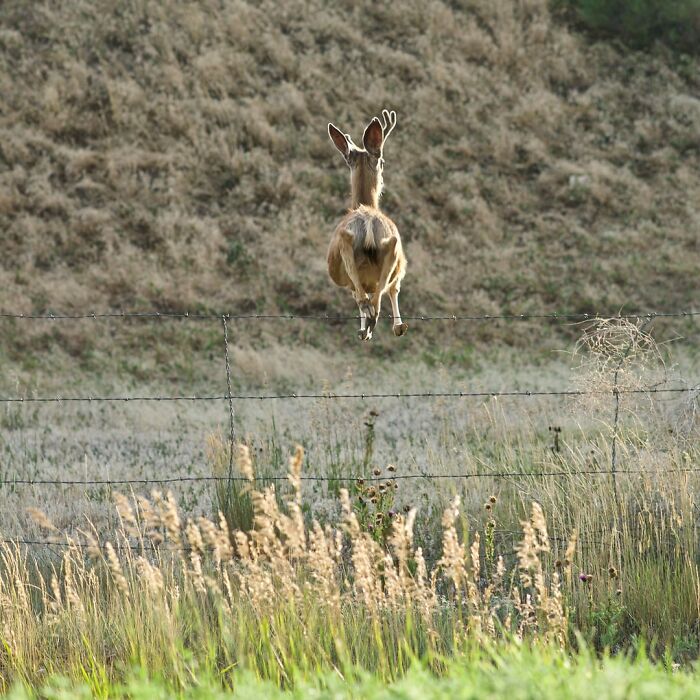 50 Animal Photos That Could Totally Win The Comedy Show