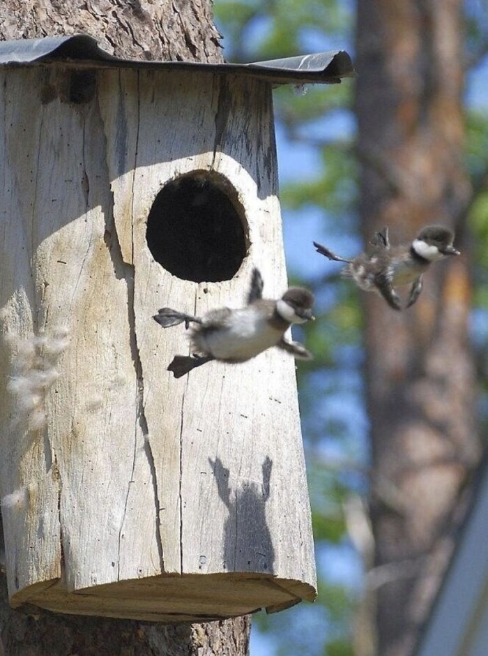 50 Animal Photos That Could Totally Win The Comedy Show