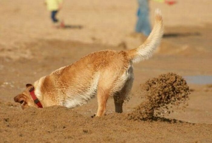 50 Animal Photos That Could Totally Win The Comedy Show