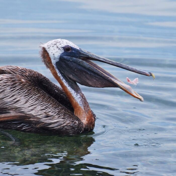 50 Animal Photos That Could Totally Win The Comedy Show
