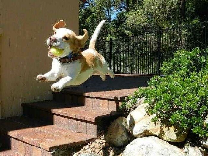 50 Animal Photos That Could Totally Win The Comedy Show