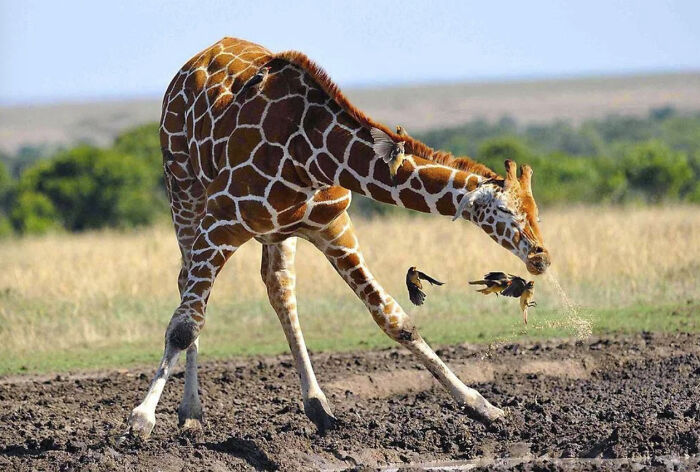 50 Animal Photos That Could Totally Win The Comedy Show