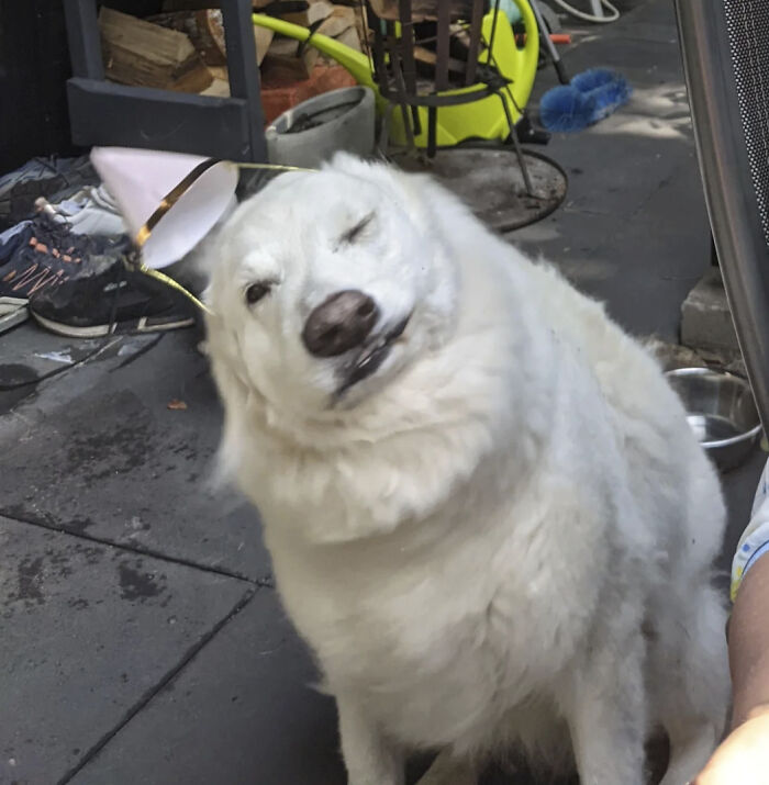 50 Animal Photos That Could Totally Win The Comedy Show