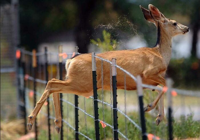 50 Animal Photos That Could Totally Win The Comedy Show