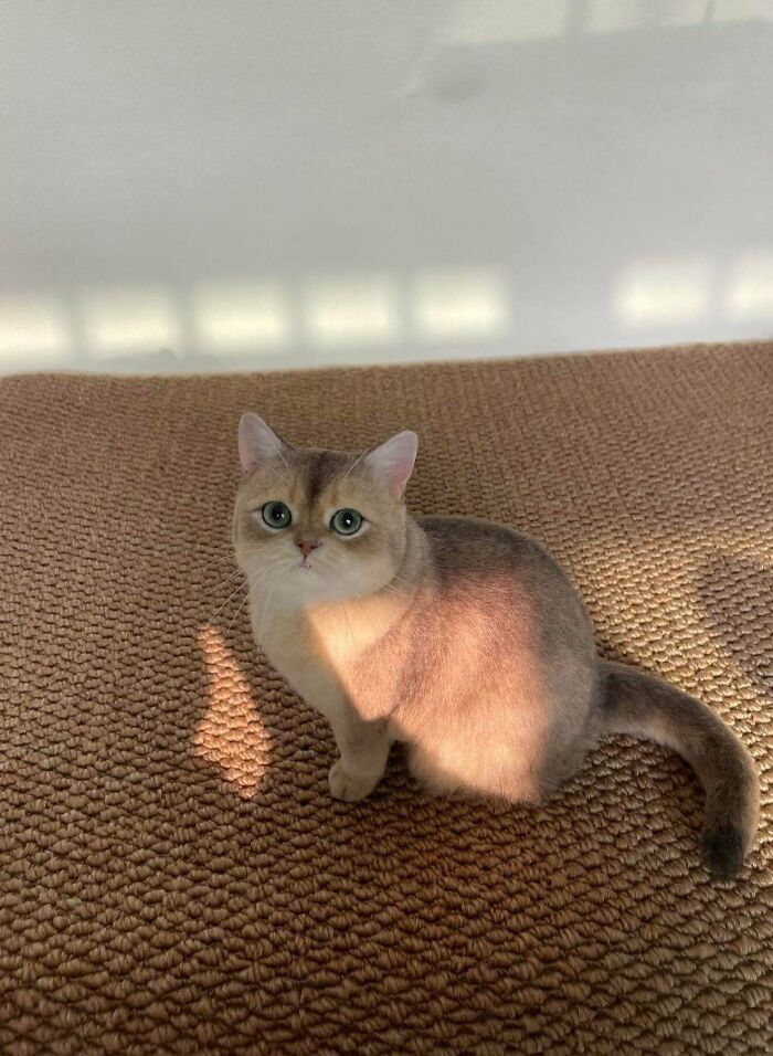 My Final Wool Felt Piece For 2025—Meet Milo, The Golden Boy!