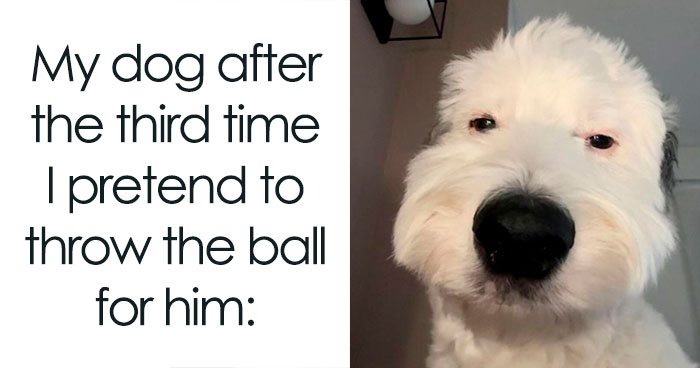 Let’s Dive Into 78 Animal Memes That Are So Cute They’ll Melt Your Face Off