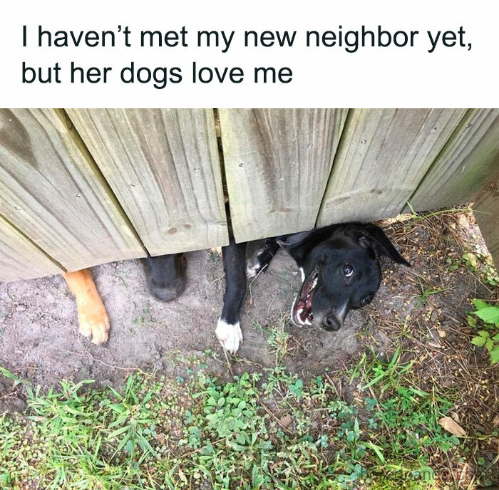 Let's Dive Into 78 Animal Memes That Are So Cute They'll Melt Your Face Off