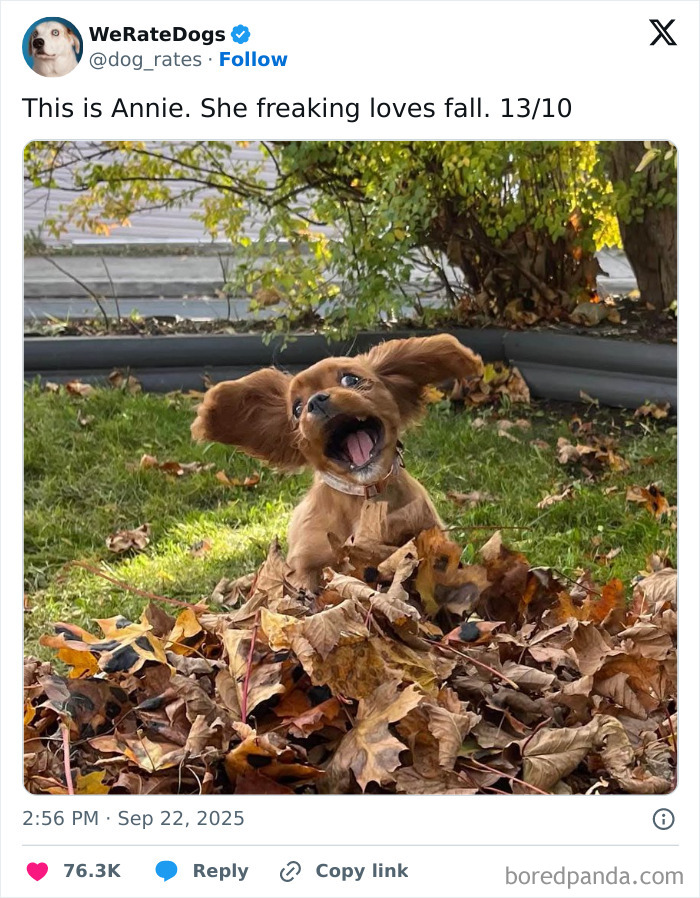 Let's Dive Into 78 Animal Memes That Are So Cute They'll Melt Your Face Off