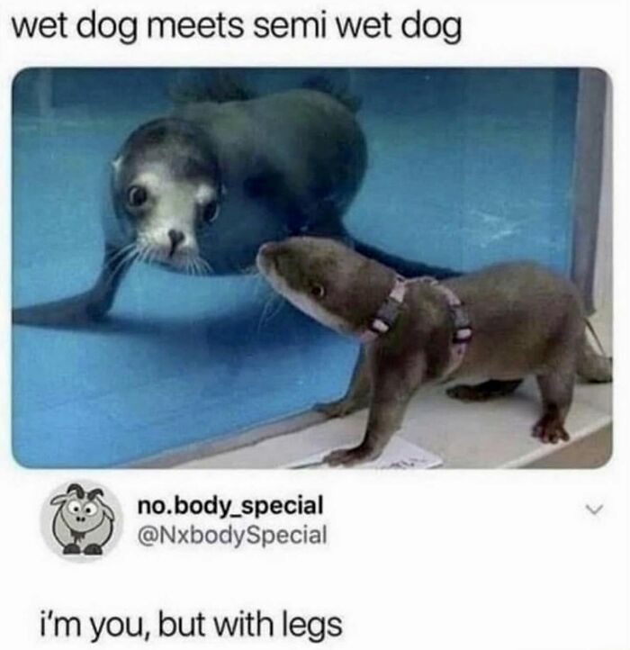 Let's Dive Into 78 Animal Memes That Are So Cute They'll Melt Your Face Off