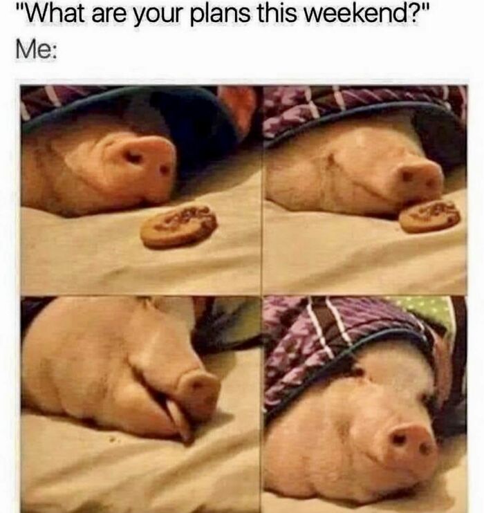 Let's Dive Into 78 Animal Memes That Are So Cute They'll Melt Your Face Off