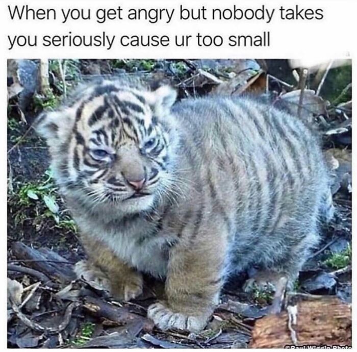 Let's Dive Into 78 Animal Memes That Are So Cute They'll Melt Your Face Off