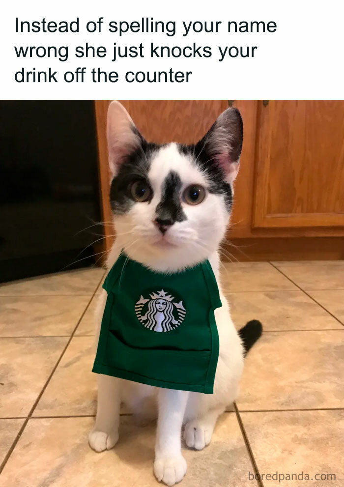 Let's Dive Into 78 Animal Memes That Are So Cute They'll Melt Your Face Off