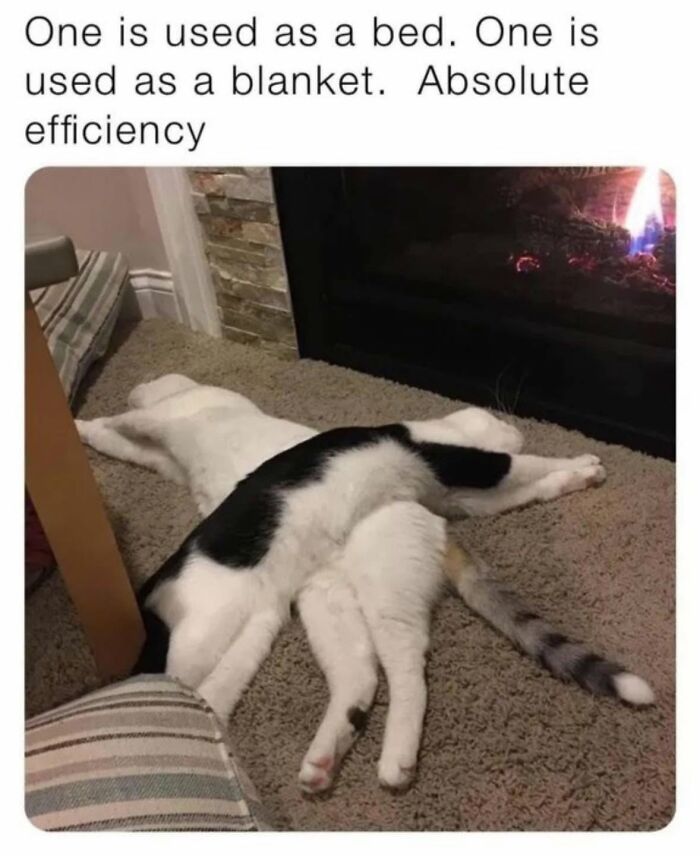 Let's Dive Into 78 Animal Memes That Are So Cute They'll Melt Your Face Off
