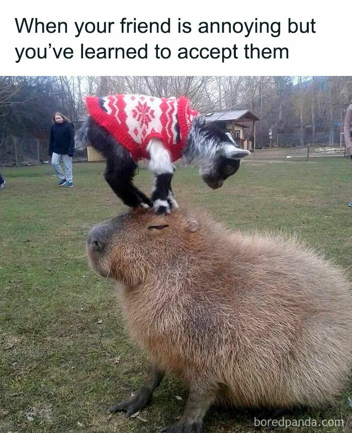 Let's Dive Into 78 Animal Memes That Are So Cute They'll Melt Your Face Off