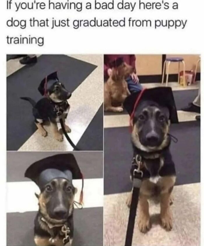 Let's Dive Into 78 Animal Memes That Are So Cute They'll Melt Your Face Off