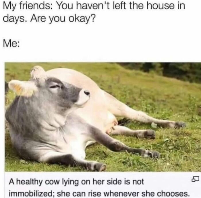 Let's Dive Into 78 Animal Memes That Are So Cute They'll Melt Your Face Off