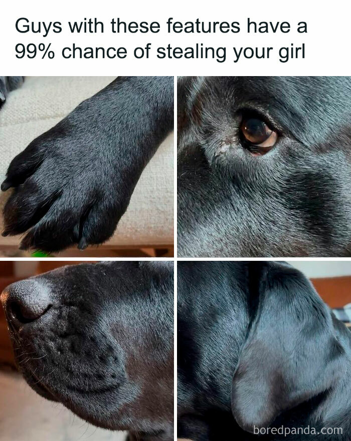 Let's Dive Into 78 Animal Memes That Are So Cute They'll Melt Your Face Off