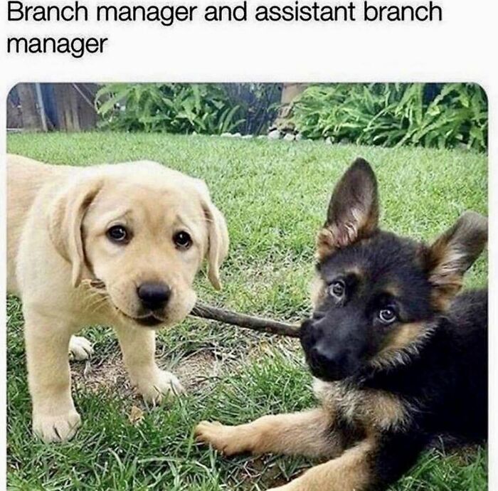 Let's Dive Into 78 Animal Memes That Are So Cute They'll Melt Your Face Off