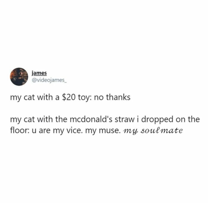 Let's Dive Into 78 Animal Memes That Are So Cute They'll Melt Your Face Off