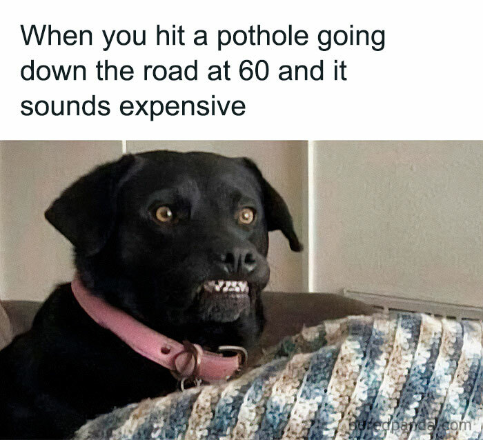 Let's Dive Into 78 Animal Memes That Are So Cute They'll Melt Your Face Off