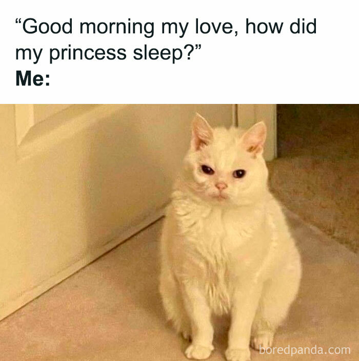 Let's Dive Into 78 Animal Memes That Are So Cute They'll Melt Your Face Off