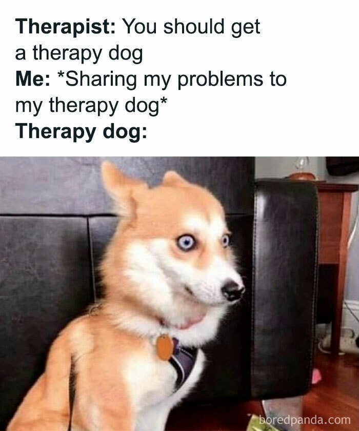 Let's Dive Into 78 Animal Memes That Are So Cute They'll Melt Your Face Off